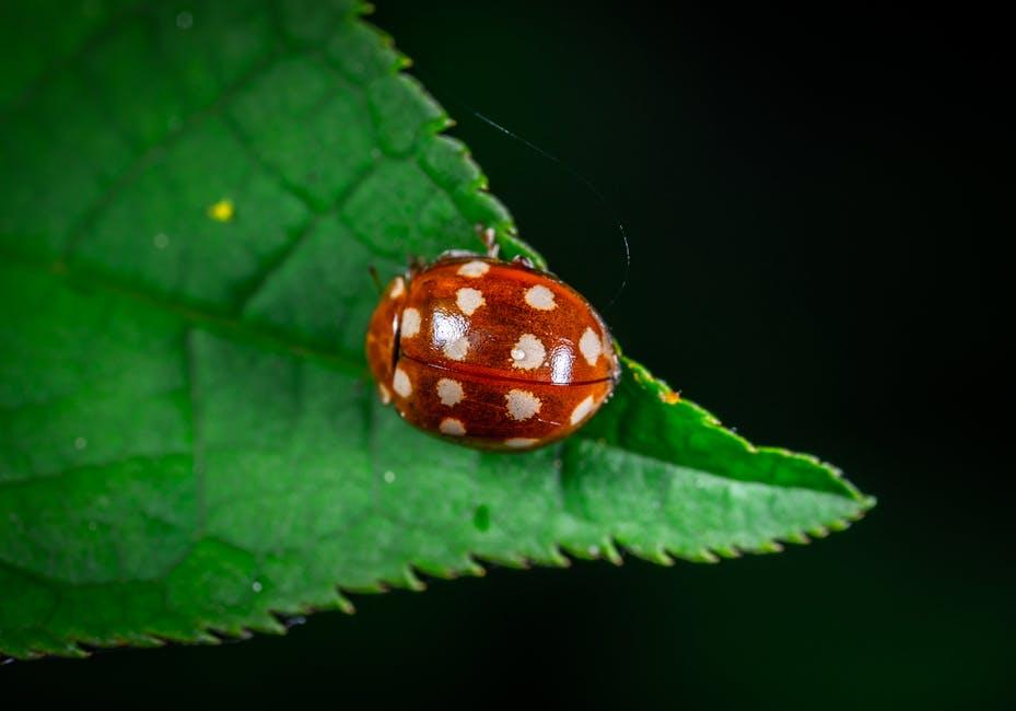 Image about Ultimate Guide to Managing Asiatic Garden Beetle Infestations