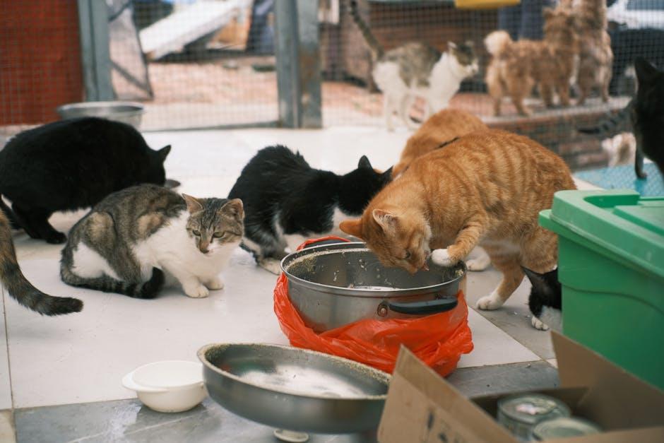 image about Effective Strategies for Managing Feral Cats in Your Community