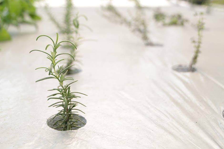 The Ultimate Guide to Using Pine Shavings for Garden Mulch