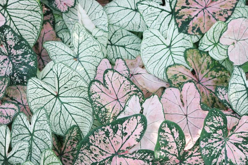 Revolutionize Your Garden Design with Top Free Apps in 2021