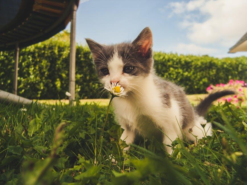 Image for Effective Methods to Stop Cats From Pooping in Your Garden