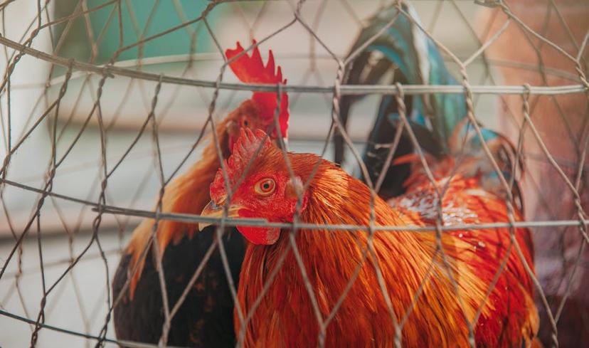 Ultimate Guide to Keeping Chickens Out of Your Garden with High Fences