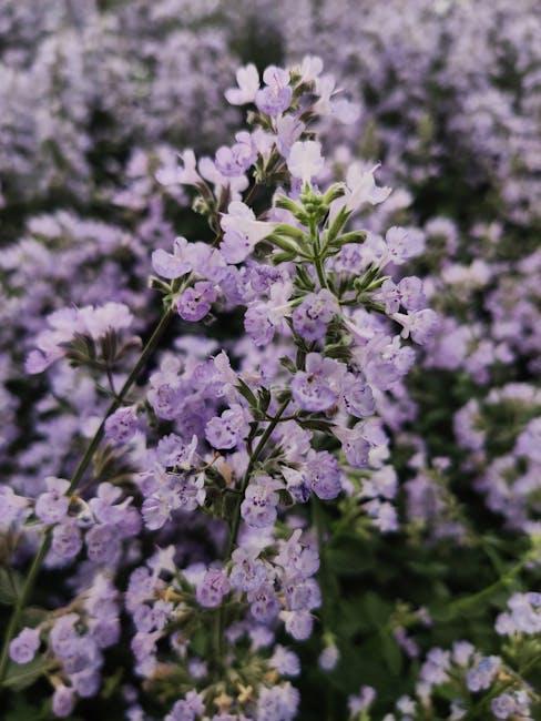 Image for Unlocking the Power of Catnip: Benefits for Your Garden