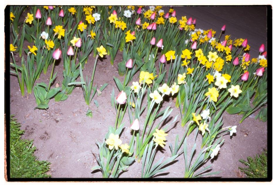 Image about Reviving Tulips in Soil: A Comprehensive Guide