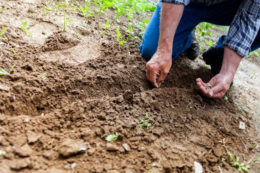 A Step-by-Step Guide on How to Start a Vegetable Garden from Scratch