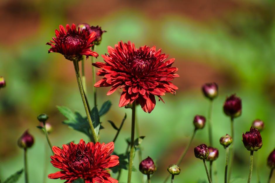 Image about Deer-Resistant Garden Mums: A Guide to Planting and Care