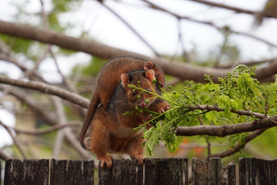 Image for Do Possums Eat Marigolds? Exploring Possum Feeding Habits