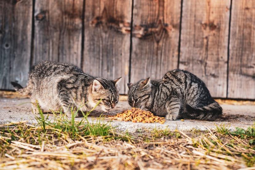 Effective Ways to Keep Cats Away: From Natural Methods to Commercial Repellents