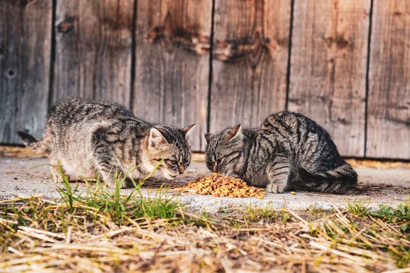 The Dangers of Using Bleach to Stop Cats Pooping in Your Garden