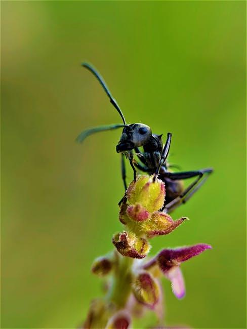 Image about Effective Ways to Remove Ants from Your Garden Bed