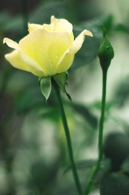 Image about Unveiling the Beauty of Ashland City, TN's Rose Garden: A Floral Paradise