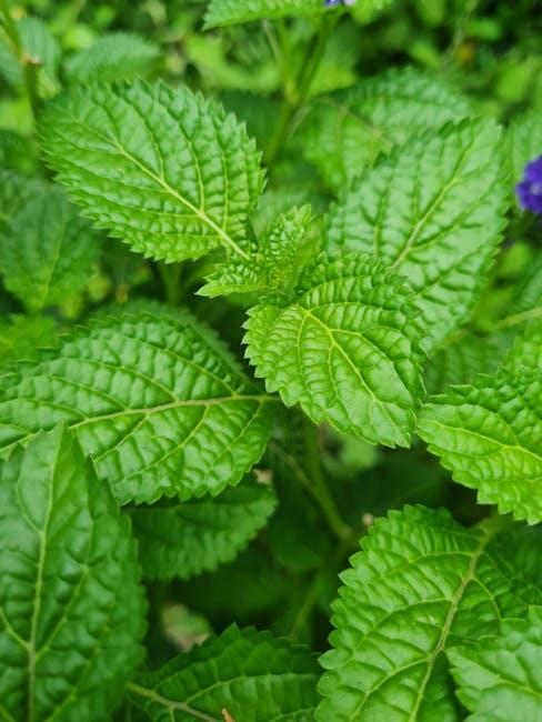 Image about Designing and Maintaining a Raised Bed Herb Garden Layout: Tips and Tricks