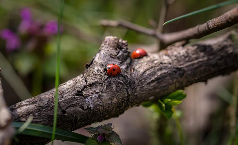 Effective Strategies for Managing Blister Beetles in Your Garden