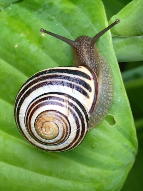 image about Understanding the Lifespan of Garden Snails: Factors and Tips