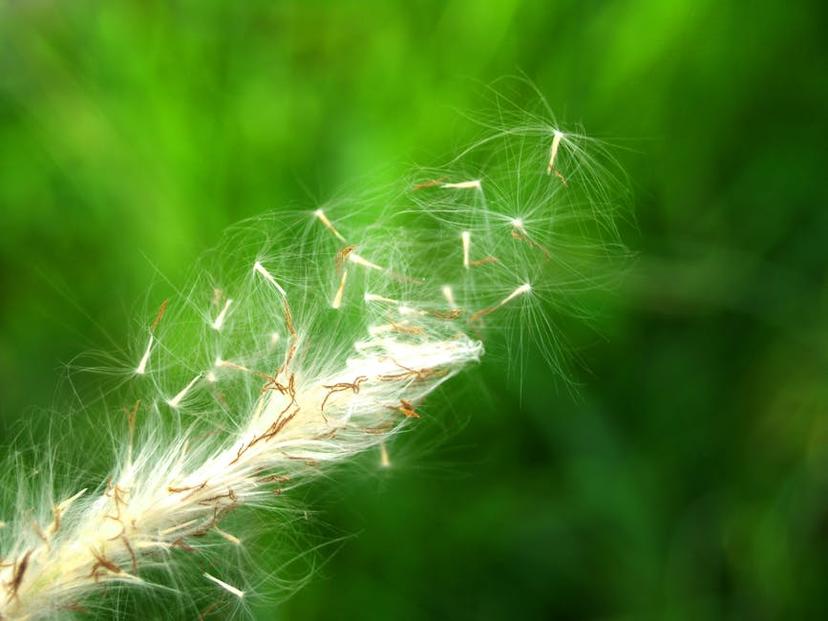 Are European Garden Spiders Poisonous? A Comprehensive Guide