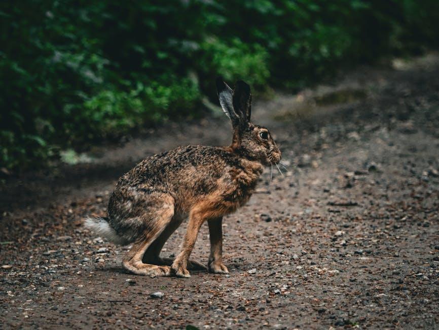 Image about Maximizing Plant Growth: How to Calculate Rabbit Manure Application Rates