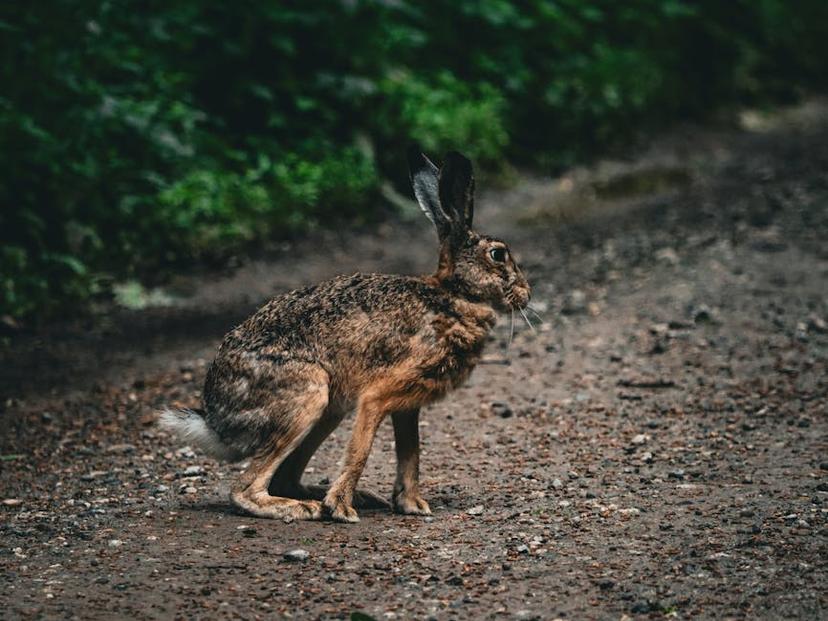 Maximizing Plant Growth: How to Calculate Rabbit Manure Application Rates