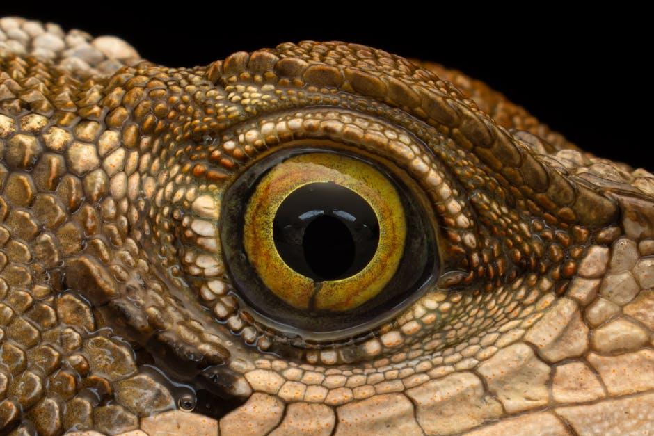 Image about Exploring the Lifespan of Lizards: Factors Affecting Their Longevity