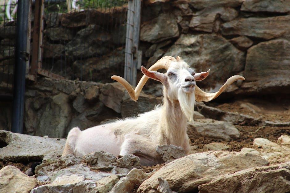 Image about Effective Goat Deterrent Strategies: Protecting Your Property and Crops