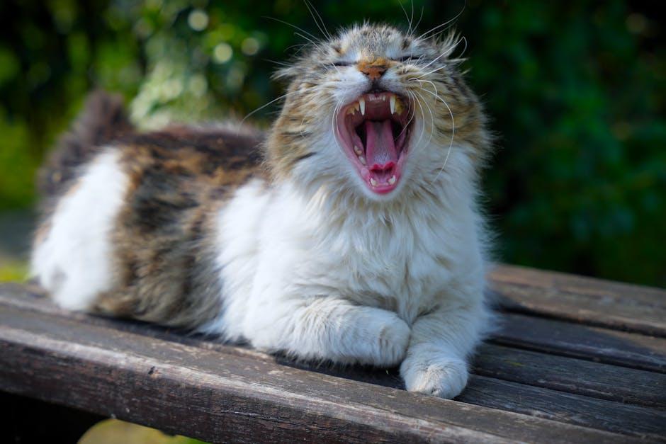 Image about How to Stop Stray Cats from Pooping in Front of Your Door