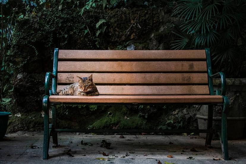 Effective Strategies to Keep Cats Out of Your Yard: A Comprehensive Guide