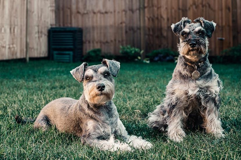 Is Garden Lime Safe for Dogs? Risks and Alternatives