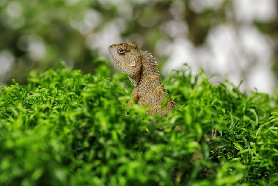 Image about Unlocking the Secrets: Lifespan of Small Lizards Revealed