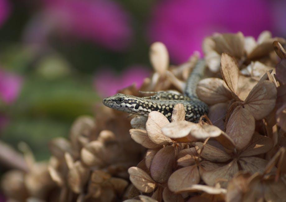 Image about Understanding the Lifespan of Lizards: Factors Influencing How Long Lizards Live