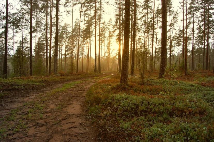 Is Pine Good for Garden Beds? Benefits and Drawbacks Explained