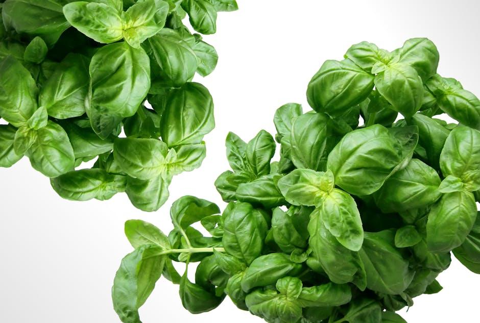 Can Rabbits Eat Basil? A Guide to Basil in a Rabbit's Diet