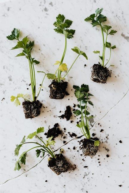 Image for Can You Use Garden Soil for Your Lawn? Factors to Consider