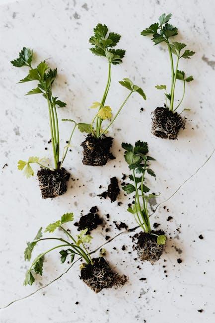 The Ultimate Guide to Designing and Layout a Vegetable Garden