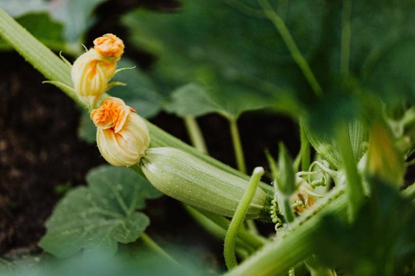 Creative Ways to Use and Preserve Zucchini from Your Garden