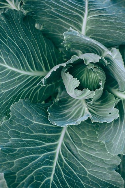 Image for When to Pick Cabbage from Your Garden: A Comprehensive Guide