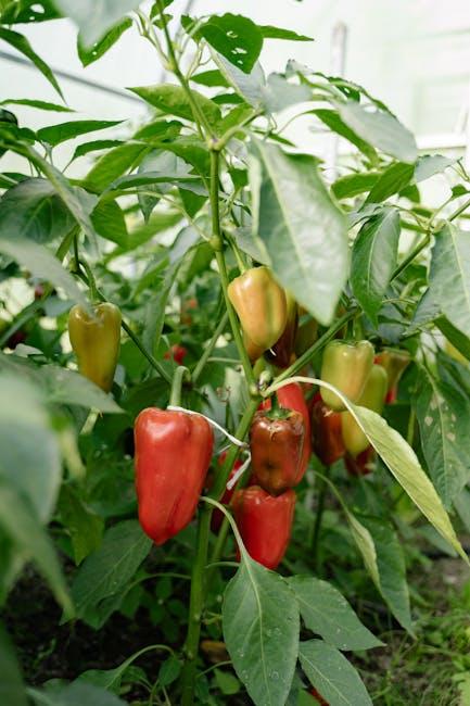 Image about Ways to Use Garden Peppers: Recipes & Tips