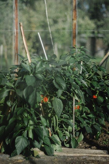 image about Growing Pepper Plants in a 4x8 Raised Bed: Tips for Maximizing Yield