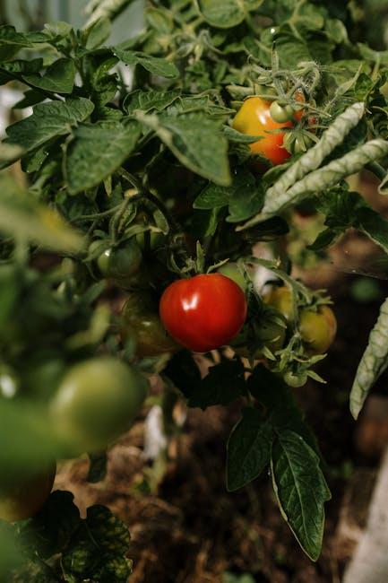 Image about Optimal Depth for Raised Garden Beds When Growing Tomatoes