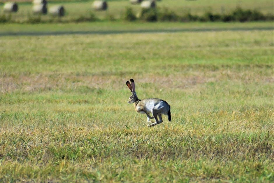 Image about Unveiling the Impressive Jumping Abilities of Wild Rabbits