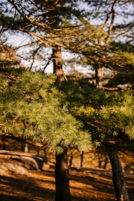 Image about The Benefits of Using Pine Wood Shavings in Your Garden