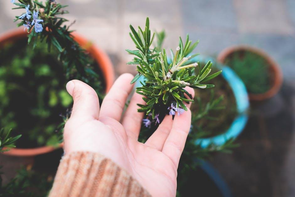 image about The Benefits of Planting Rosemary by Your Garden Gate: A Comprehensive Guide