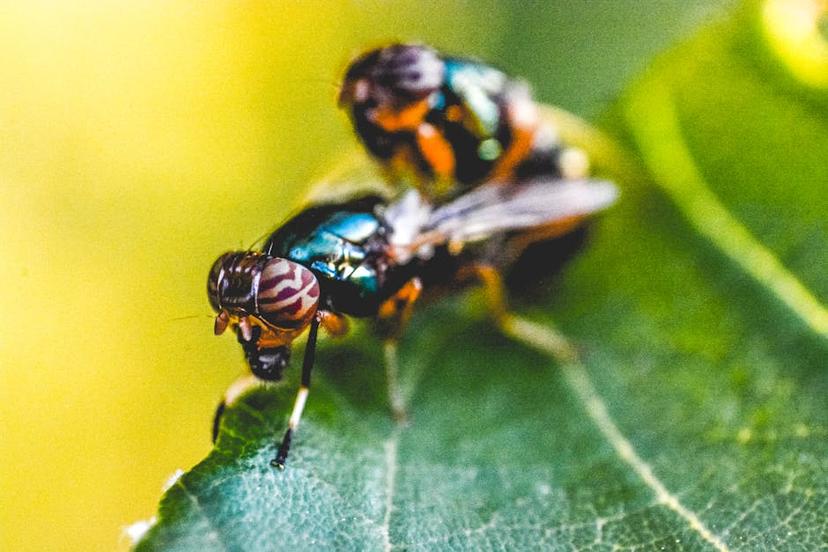 The Healing Power of Gardens: Exploring the 'Garden of Life'