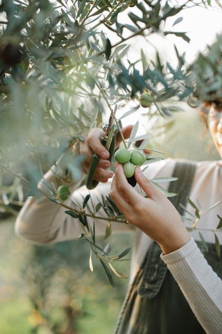 Image about Ultimate Guide to Storing Okra: Tips for Harvesting, Preparing, and Maintaining Freshness