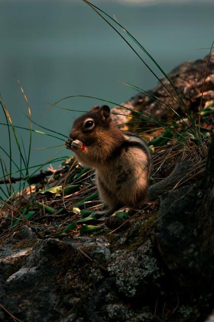 Image for Effective Strategies to Keep Chipmunks Out of Your Garden