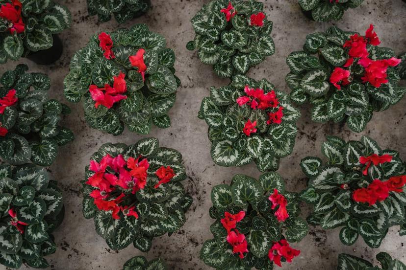 Ultimate Guide to Designing Your Veg Garden Layout for a Bountiful Harvest