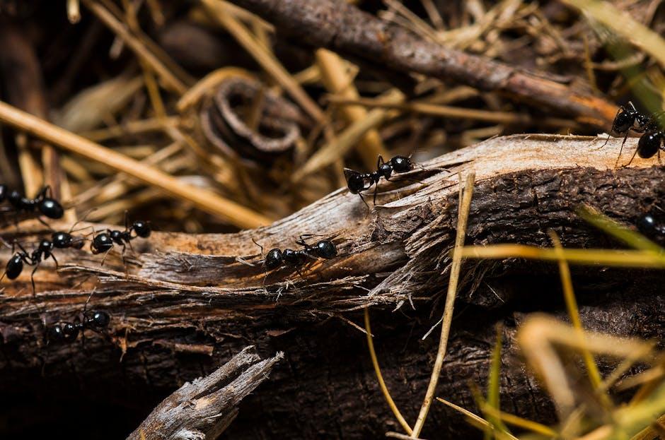 Image for Ants in Your Vegetable Garden: Harmful or Beneficial?