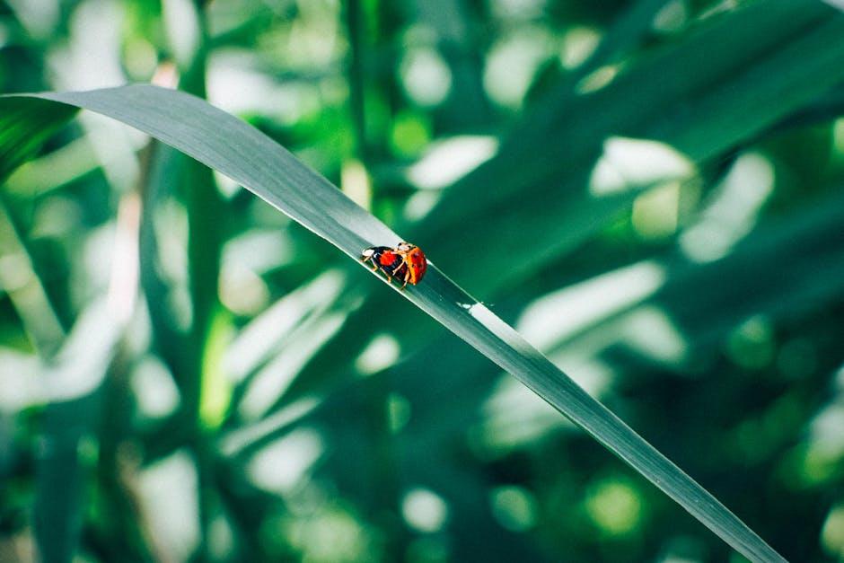 Image for The Ultimate Guide to Releasing Ladybugs in Your Garden for Natural Pest Control