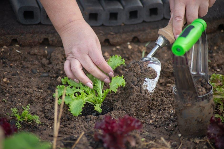 Image about Ultimate Guide to Cutting Lettuce in Your Garden for Optimal Harvest