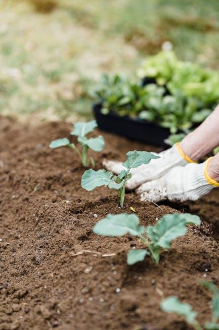 Image for How to Keep Grass Out of Your Vegetable Garden: A Comprehensive Guide