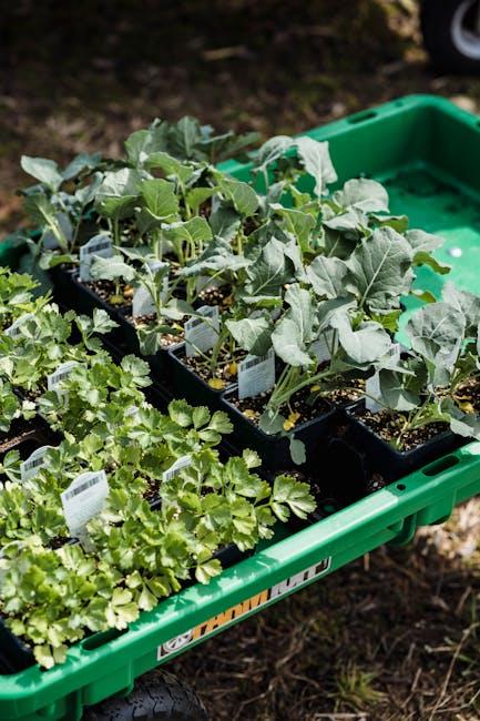 Image about How to Build Your Own Herb Garden Box: A Step-by-Step Guide