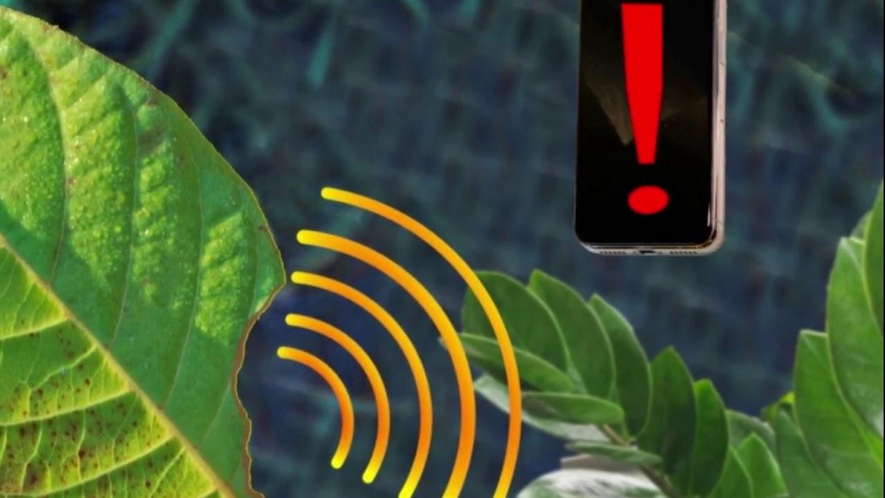Embedded video